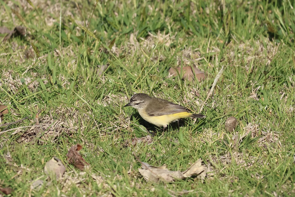 Yellow-rumped Thornbill - ML642902415