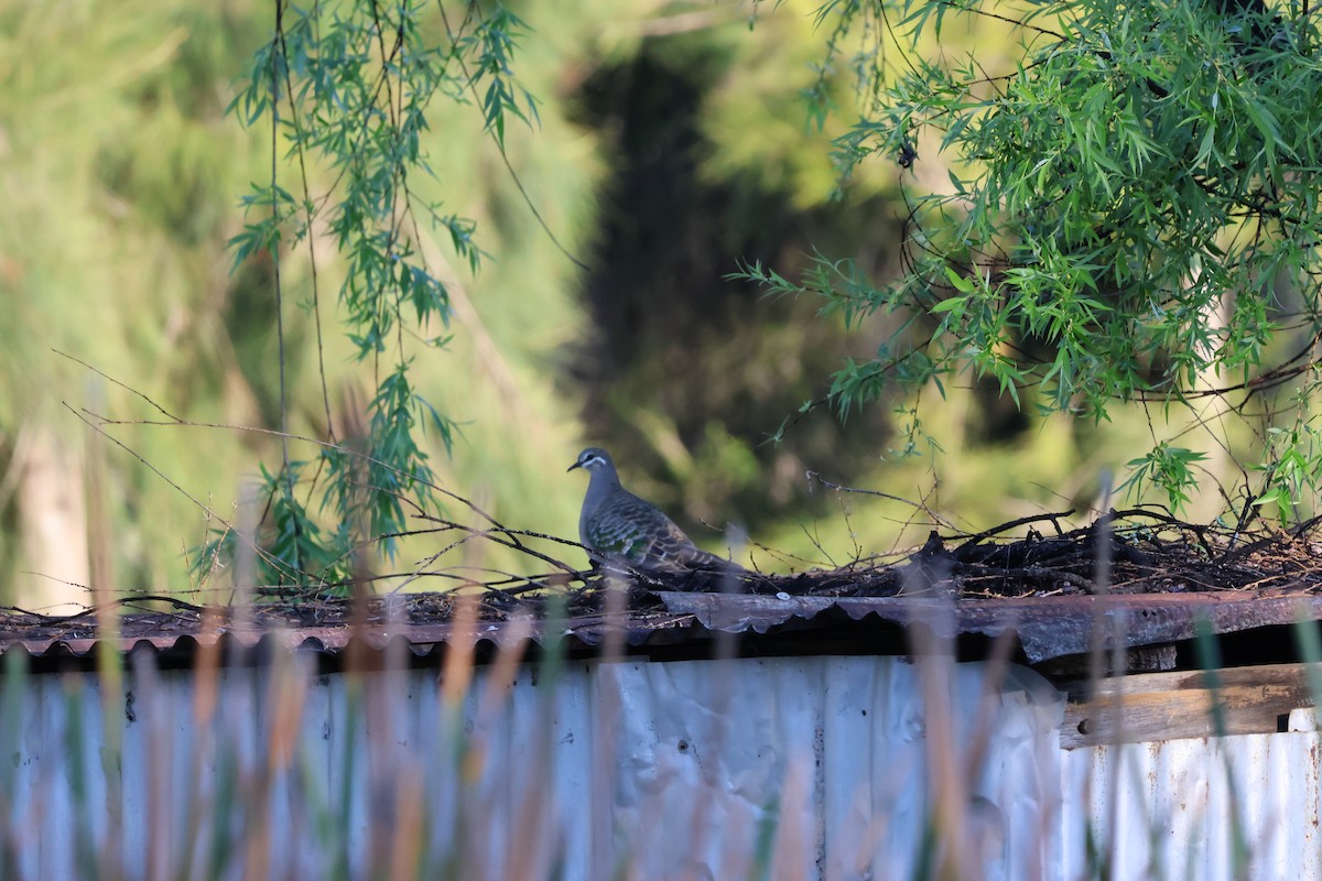 Common Bronzewing - ML642902423