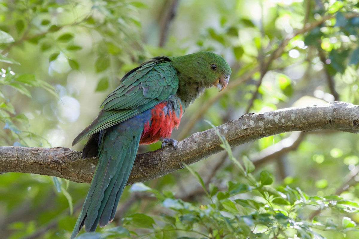 Australian King-Parrot - ML642902429