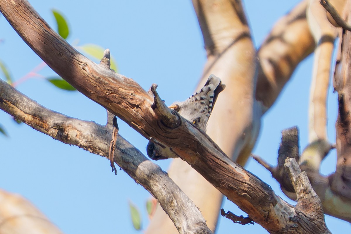 Varied Sittella - ML642902430