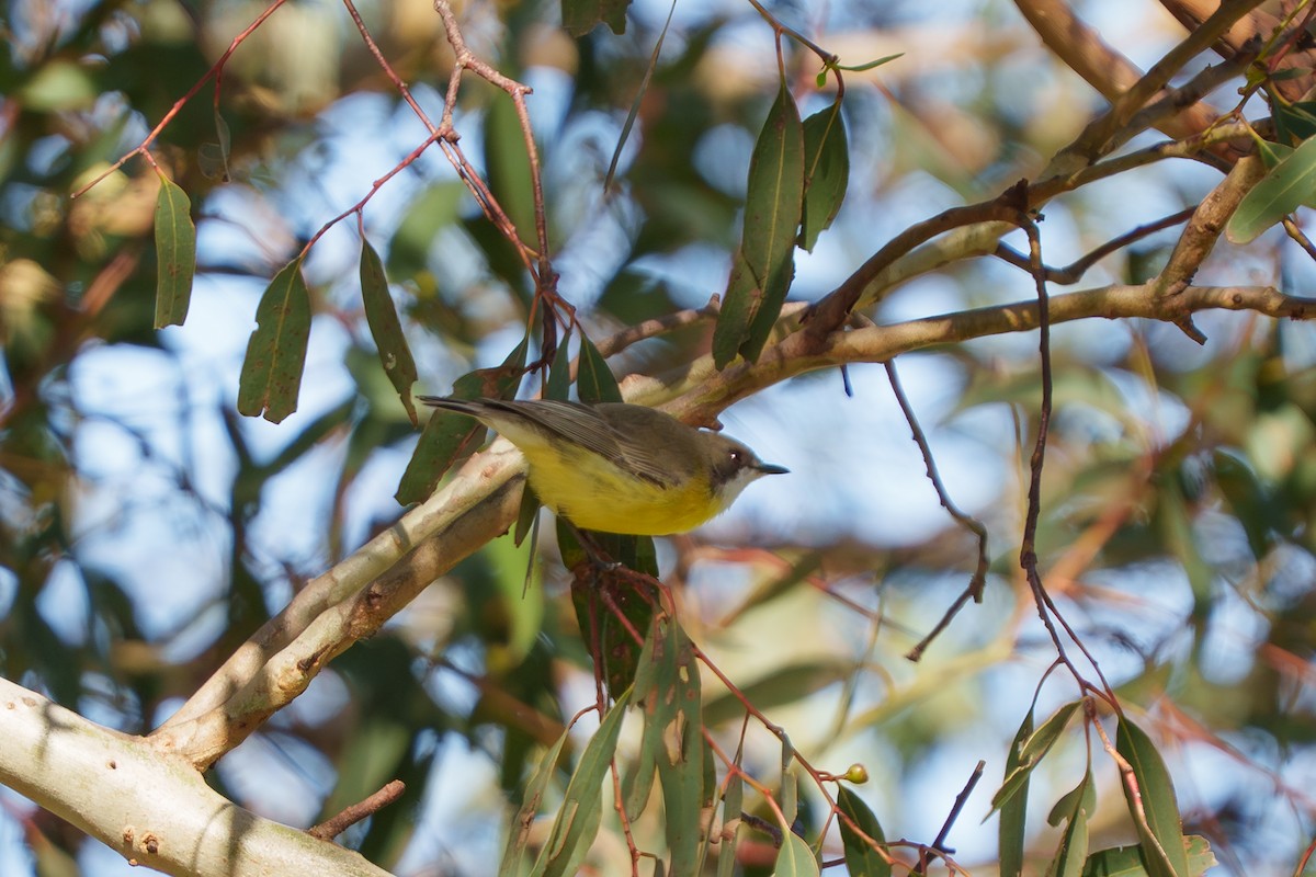 White-throated Gerygone - ML642902432