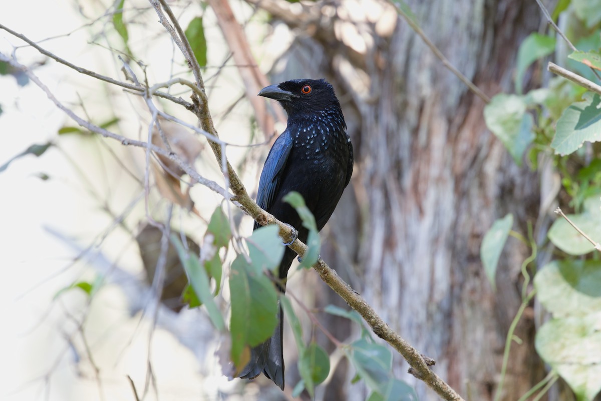 Spangled Drongo - ML642902433
