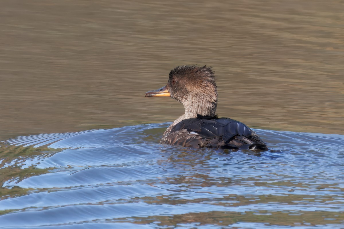 Hooded Merganser - ML642902440