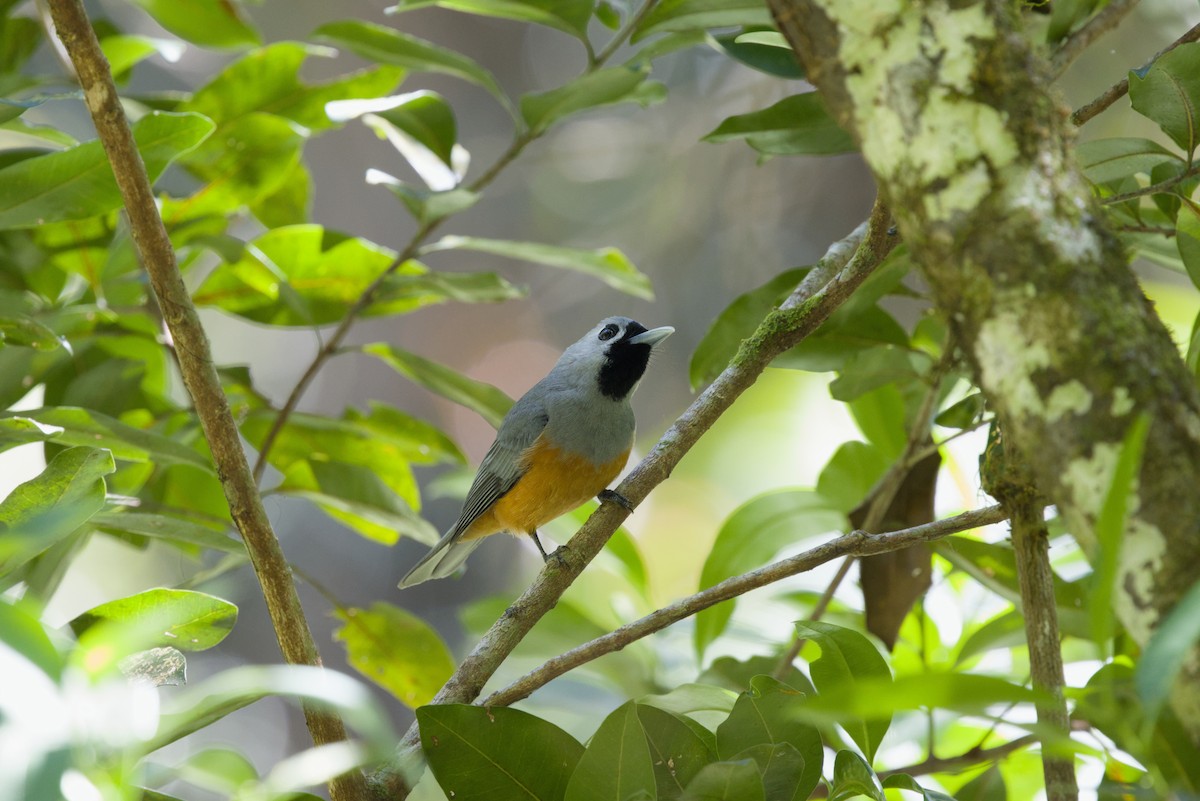 Black-faced Monarch - ML642902445