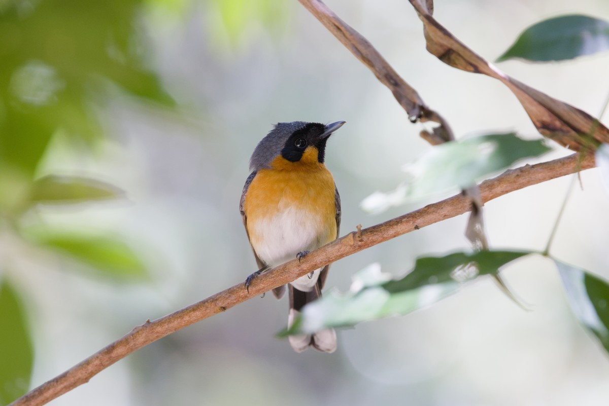 Australian Spectacled Monarch - ML642902447
