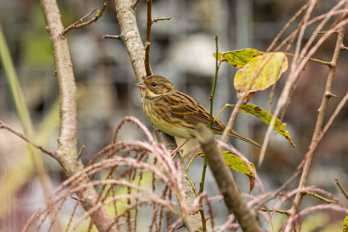 Black-faced Bunting - ML642902457