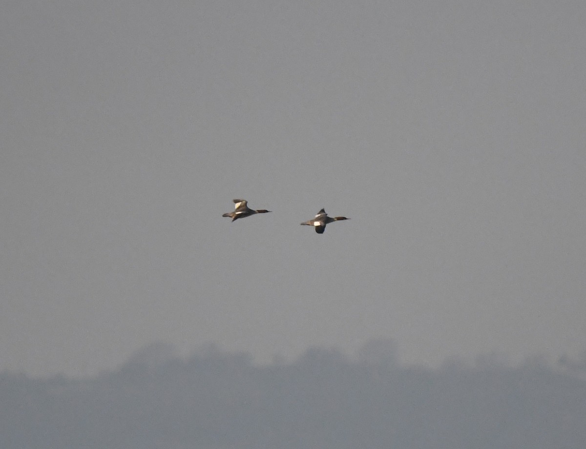 川秋沙(merganser/orientalis) - ML642902458