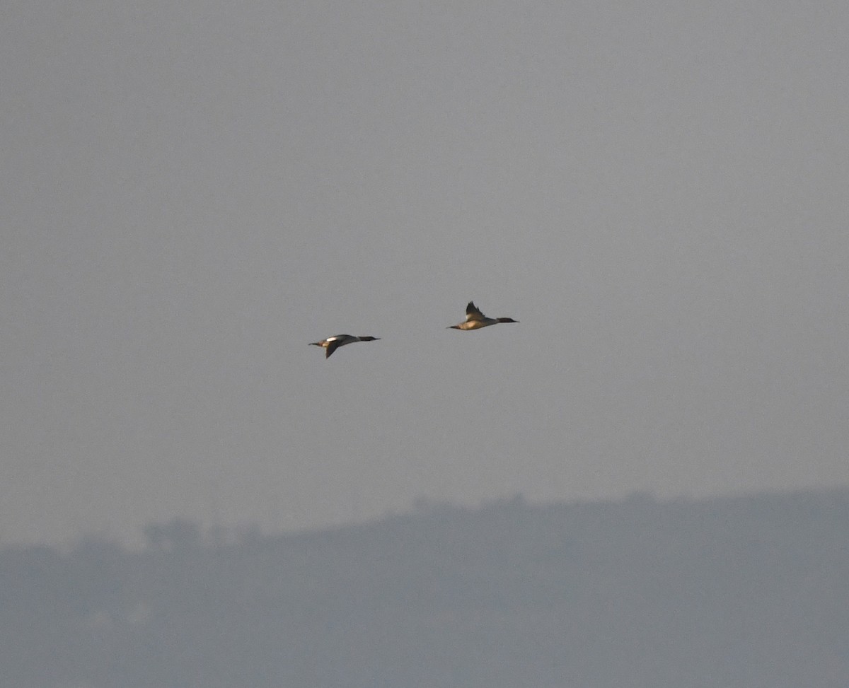 川秋沙(merganser/orientalis) - ML642902459