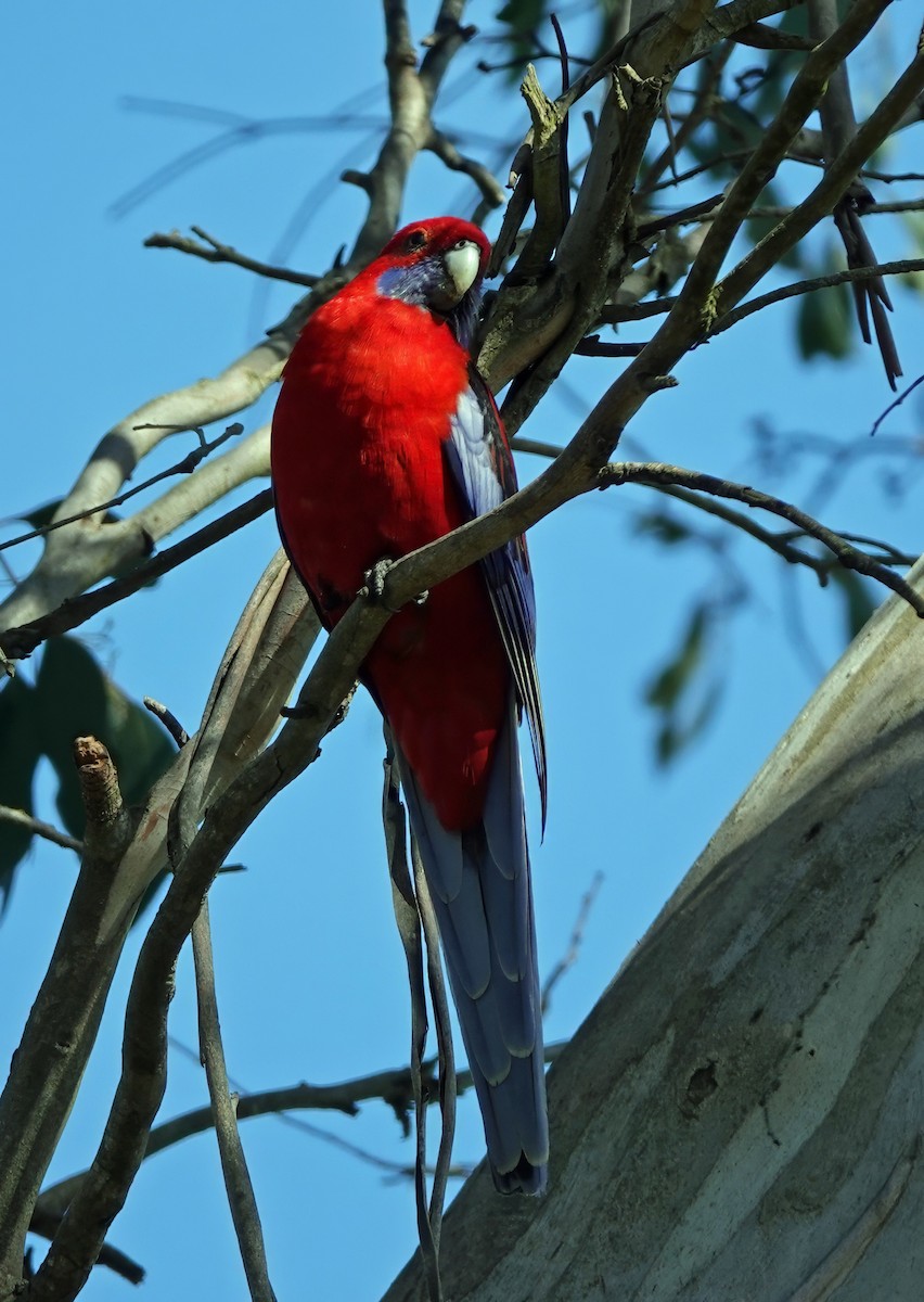 Rosella cremisi - ML642902460