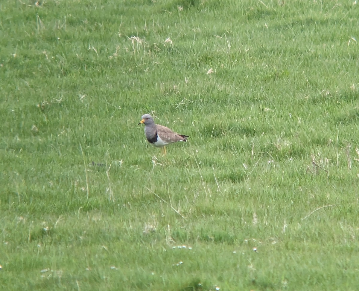 Gray-headed Lapwing - ML642902468