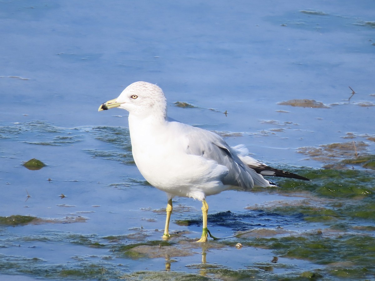 Ring-billed Gull - ML642902471