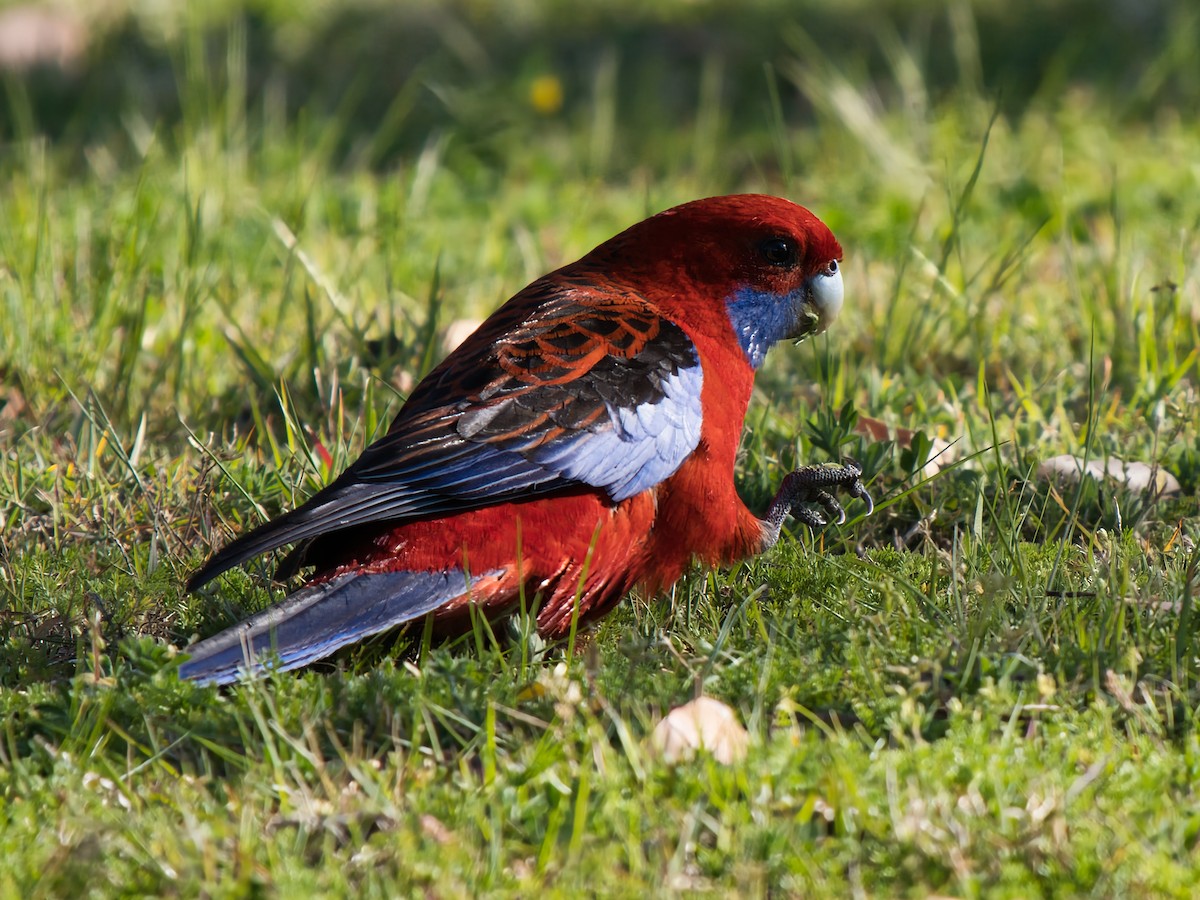 Rosella cremisi - ML642902478