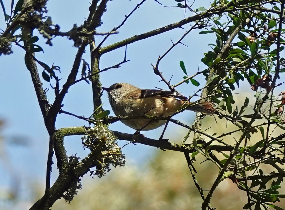 Brown Thornbill - ML642902479