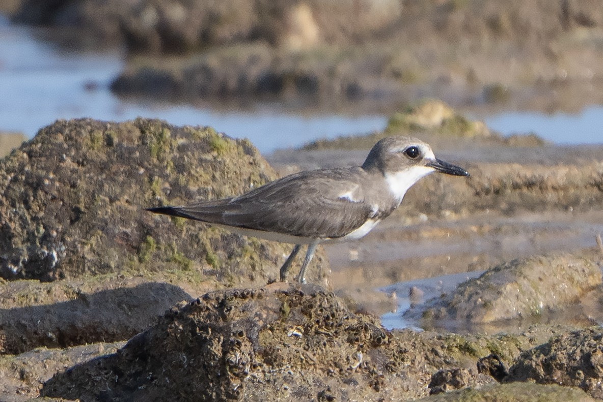 Greater Sand-Plover - ML642902484