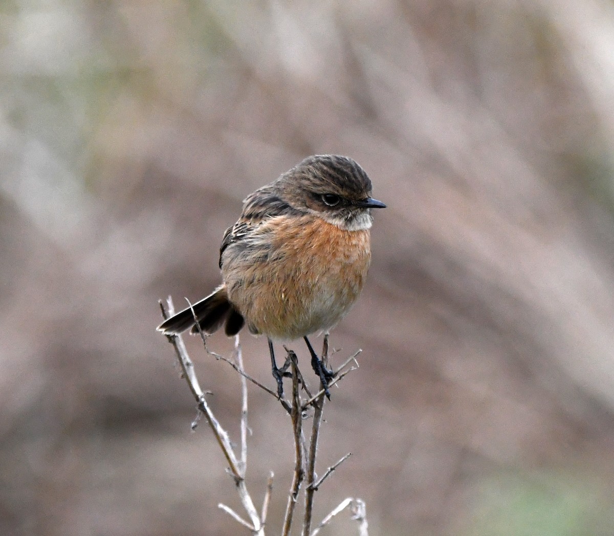 European Stonechat - ML642902487