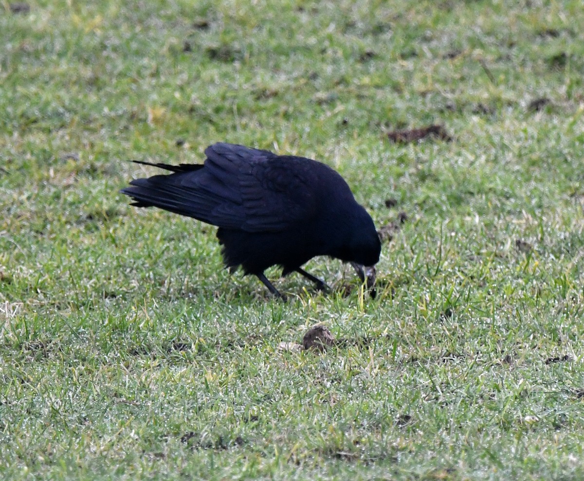 Rook - ML642902494