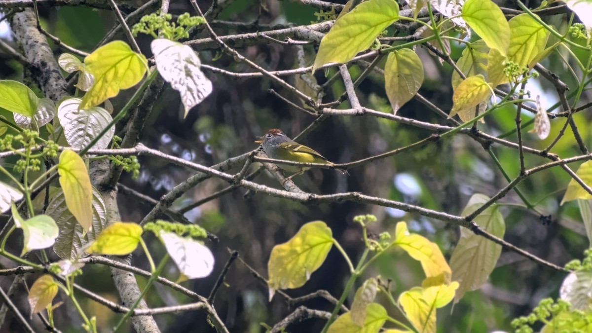 Chestnut-crowned Warbler - ML642902499