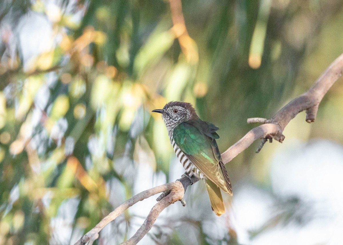 ヨコジマテリカッコウ - ML642902510