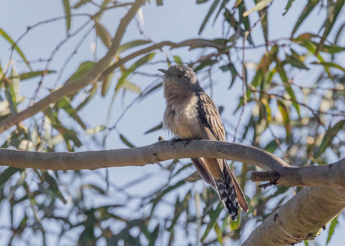 Fan-tailed Cuckoo - ML642902512