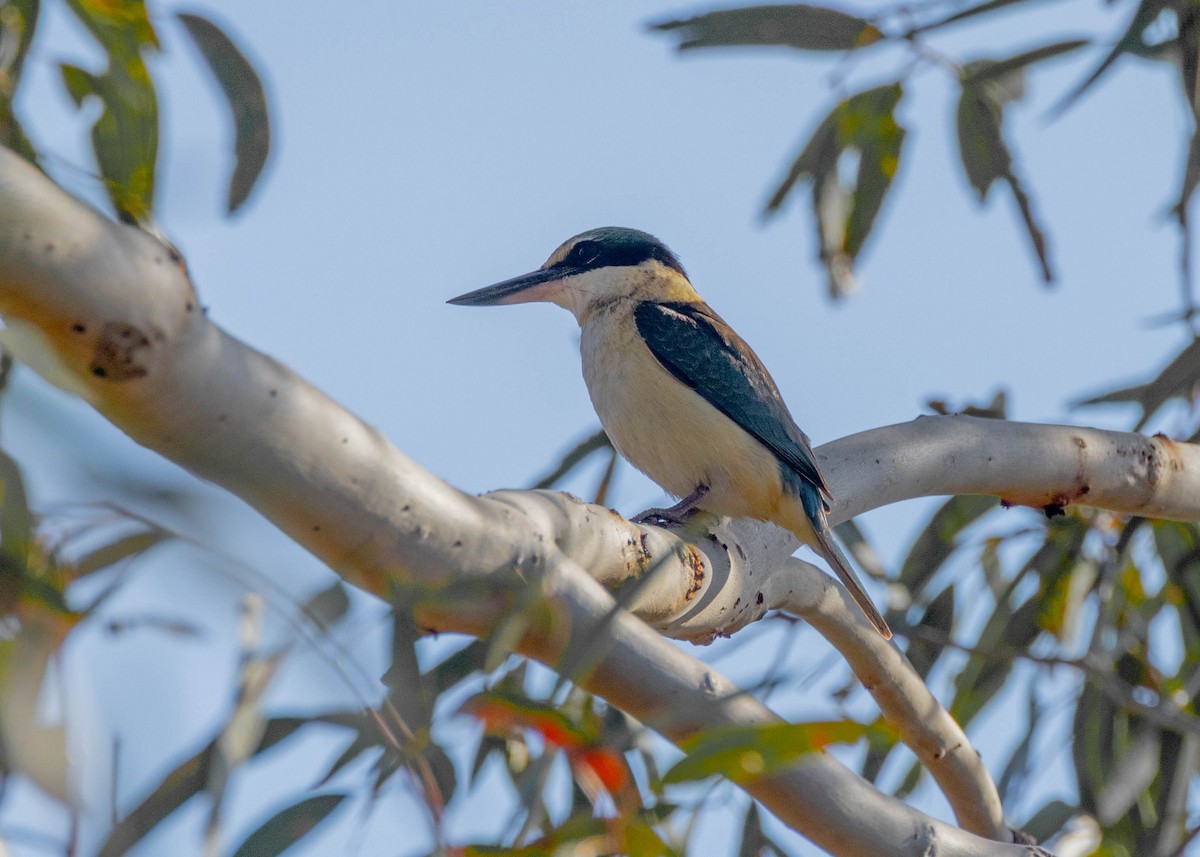 ヒジリショウビン - ML642902519