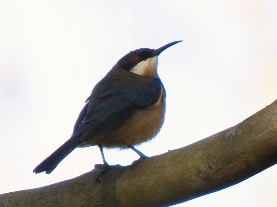 Eastern Spinebill - ML642902520