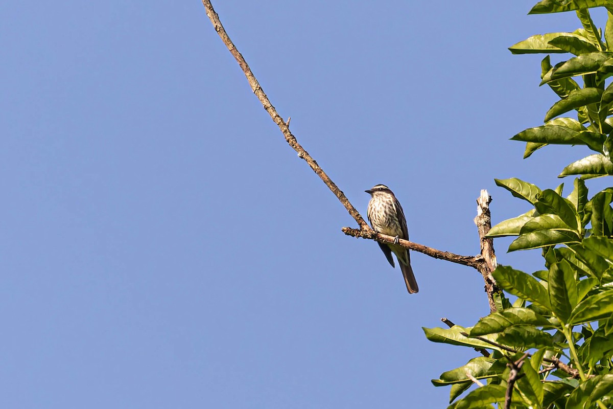 Variegated Flycatcher - ML642902525