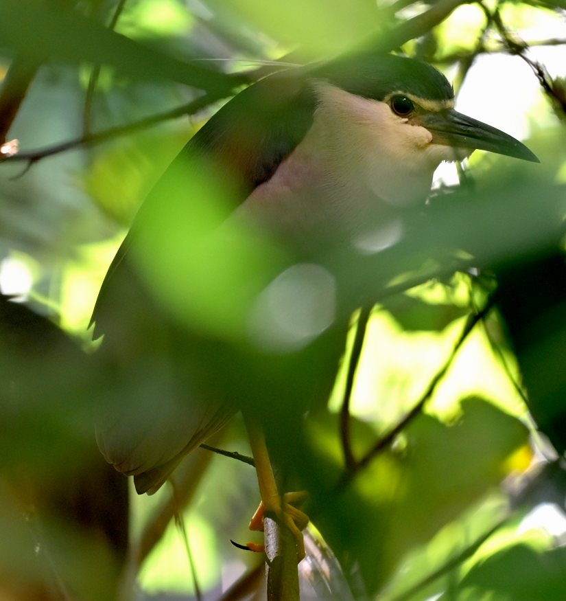 Black-crowned Night Heron - ML642902529