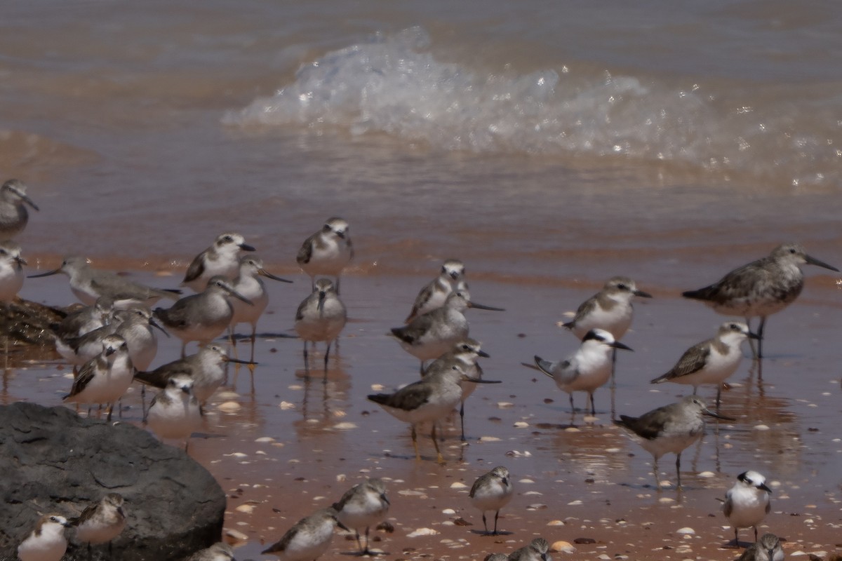 Greater Sand-Plover - ML642902534