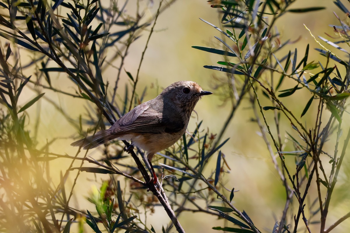 Brown Thornbill - ML642902536