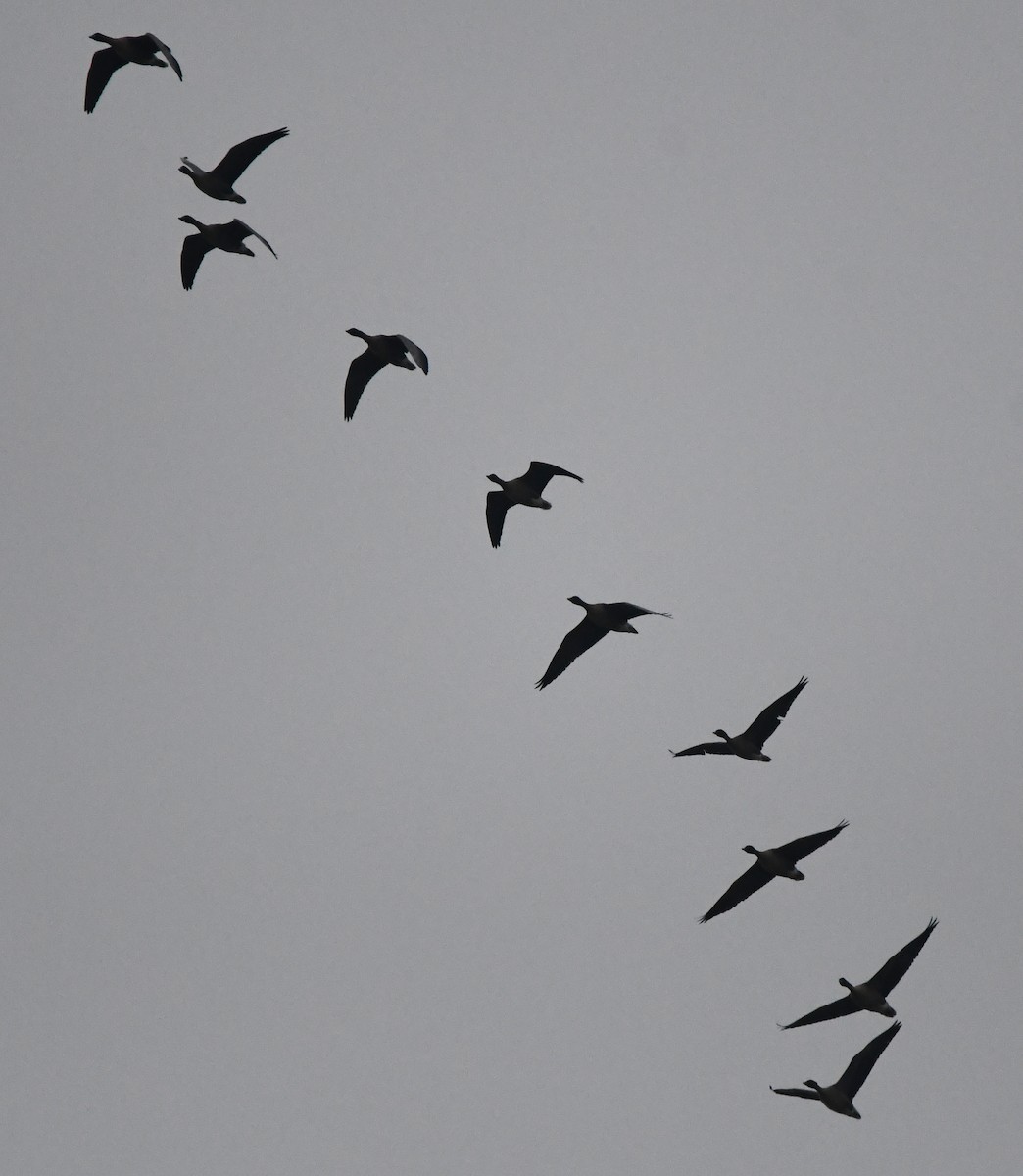 Pink-footed Goose - ML642902543