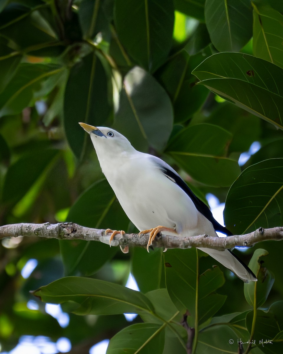 White-headed Starling - ML642902571