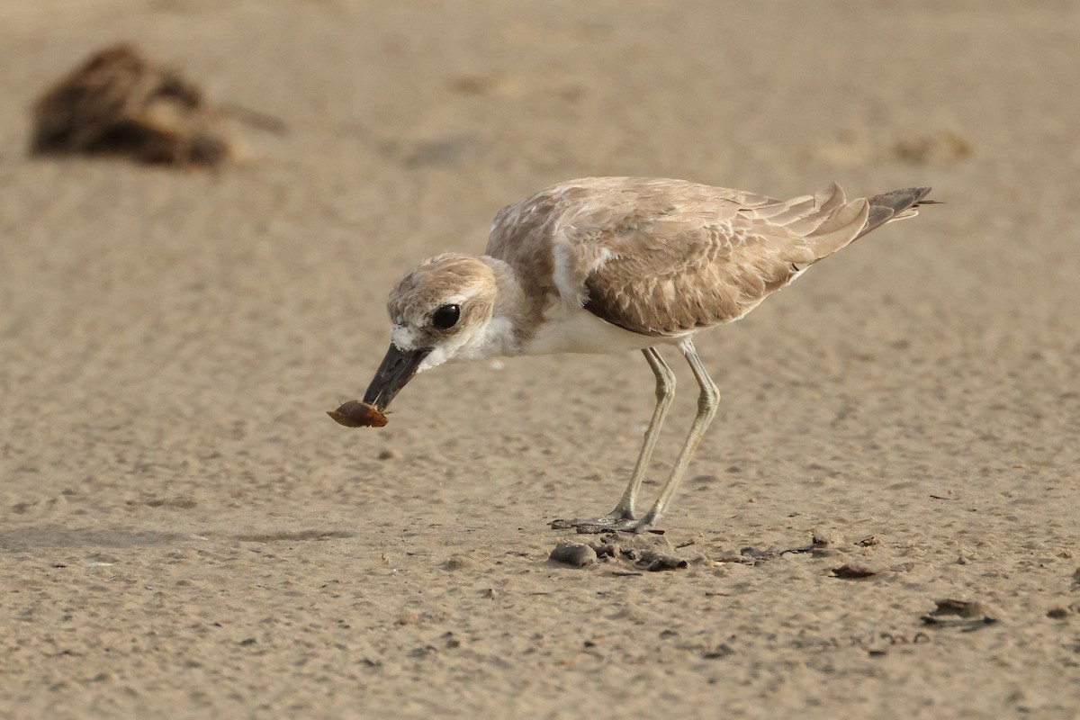 Greater Sand-Plover - ML642902577
