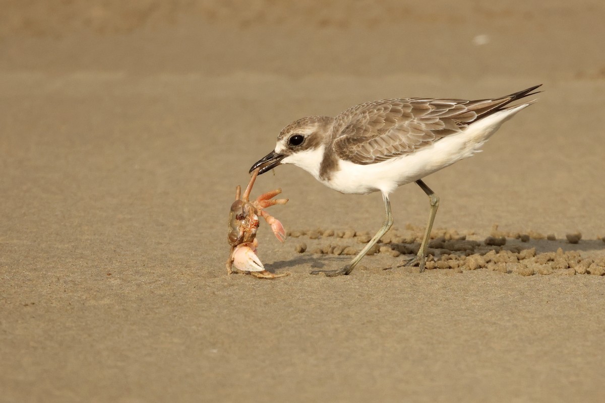 Greater Sand-Plover - ML642902578