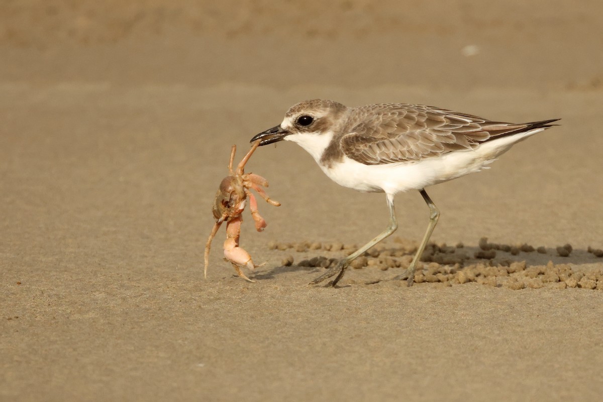 Greater Sand-Plover - ML642902579