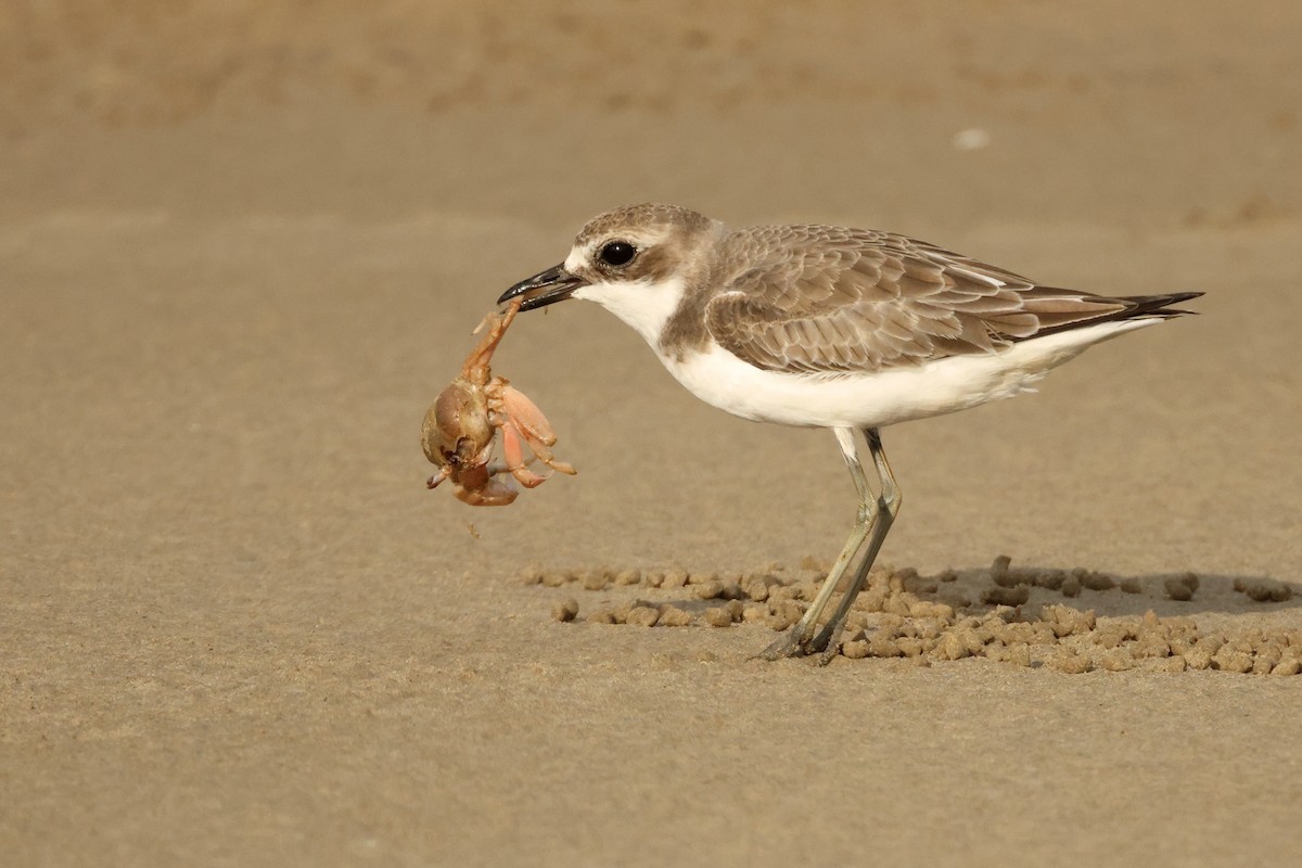 Greater Sand-Plover - ML642902580