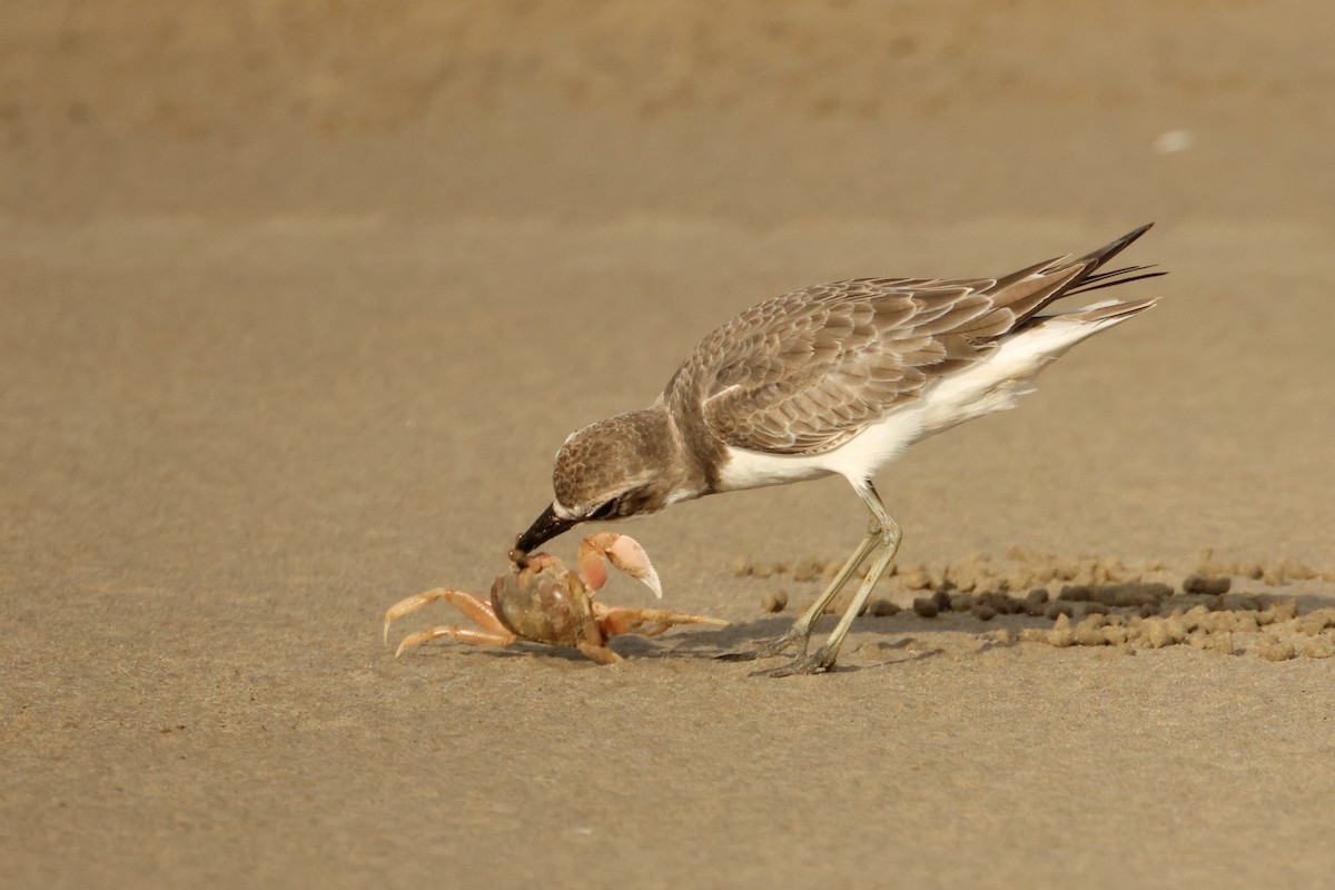 Greater Sand-Plover - ML642902581