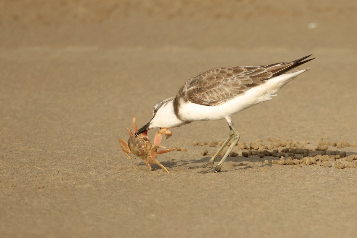 Greater Sand-Plover - ML642902582