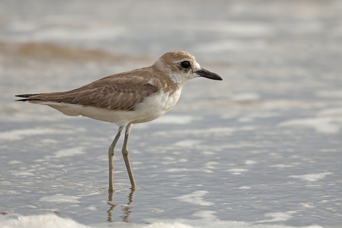 Greater Sand-Plover - ML642902583