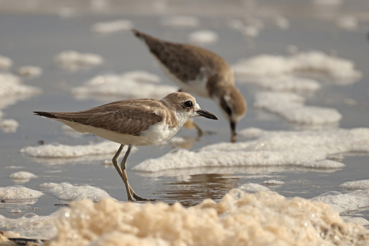 Greater Sand-Plover - ML642902584