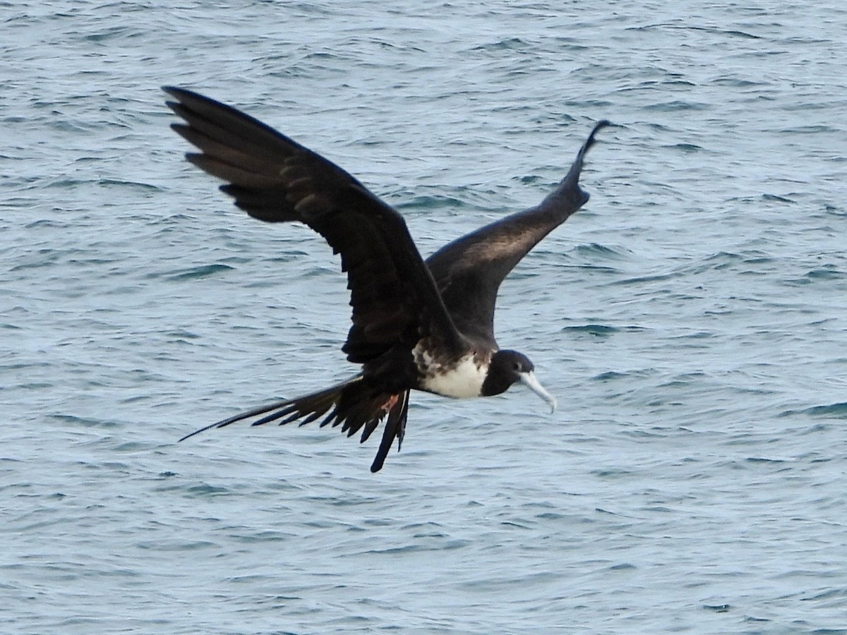 Magnificent Frigatebird - ML642902593