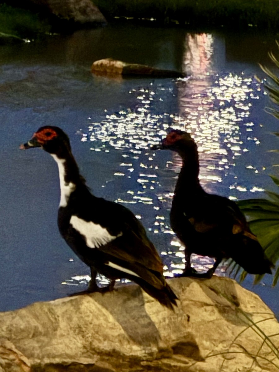 Muscovy Duck - ML642902600
