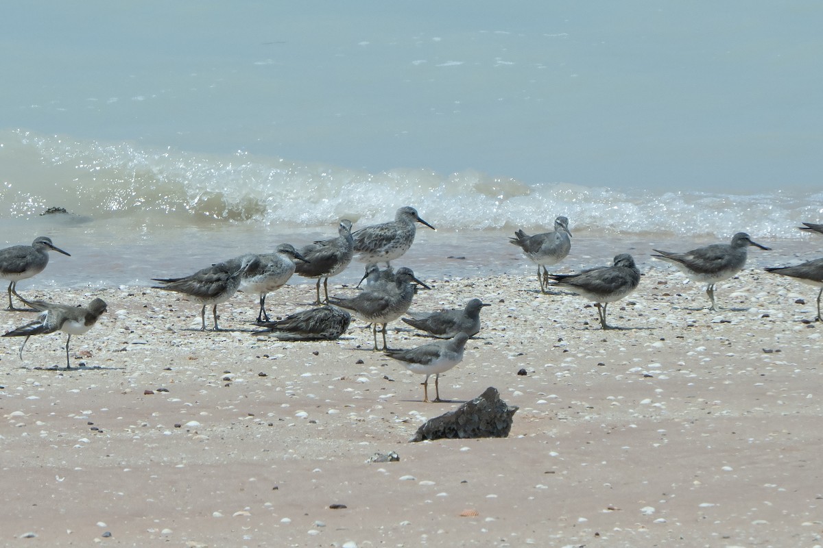 Playero Siberiano - ML642902609