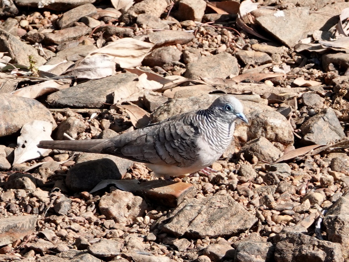 Peaceful Dove - ML642902612