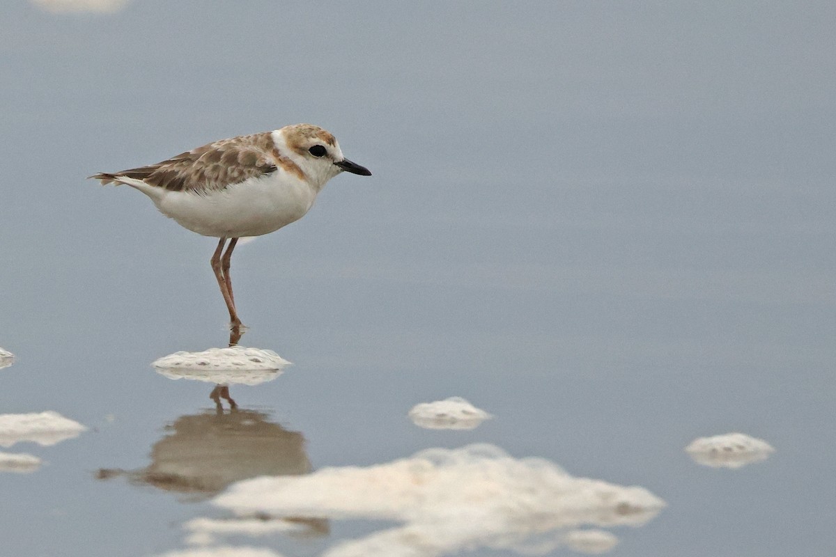 Malaysian Plover - ML642902615