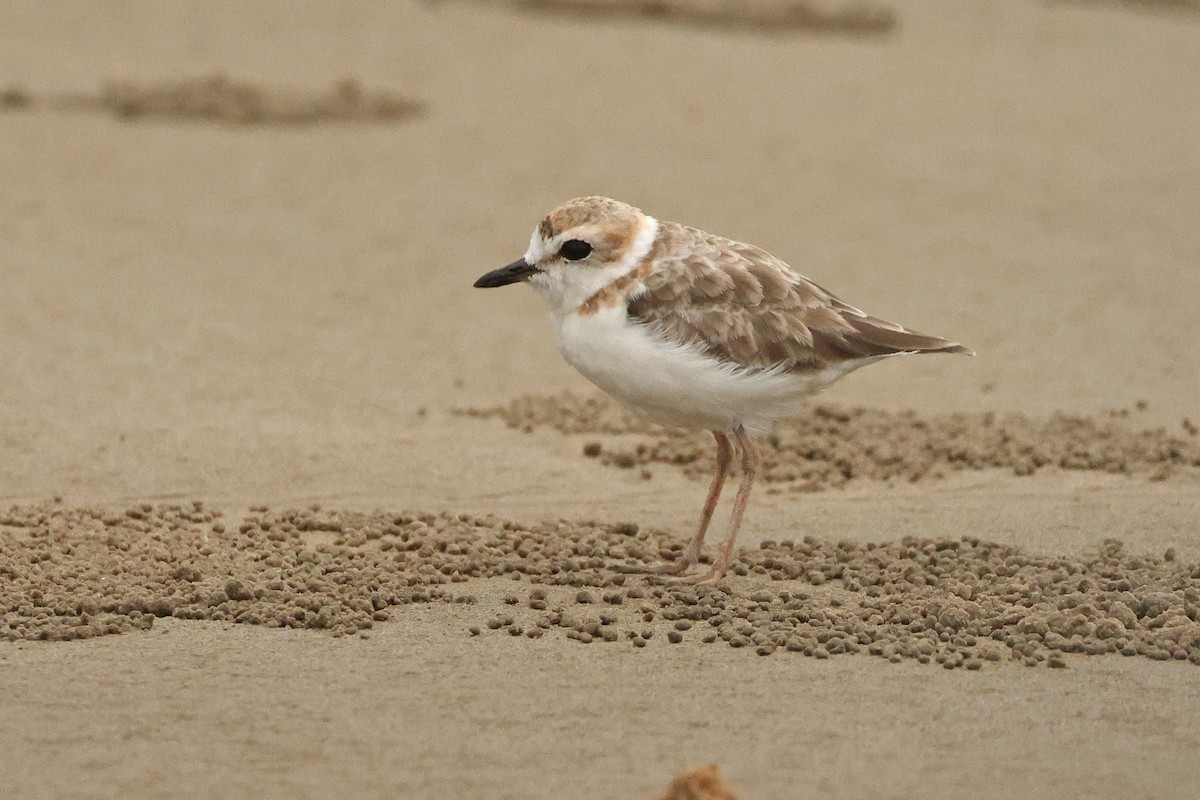 Malaysian Plover - ML642902616