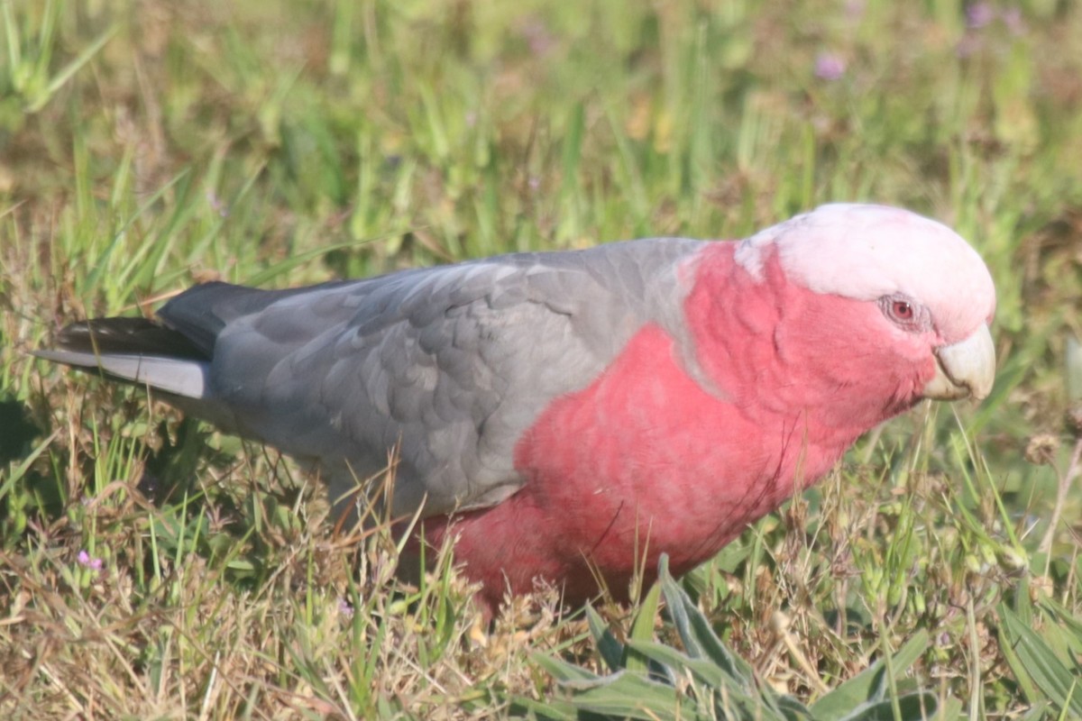 Galah - ML642902649