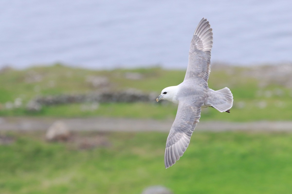 Northern Fulmar - ML642902651