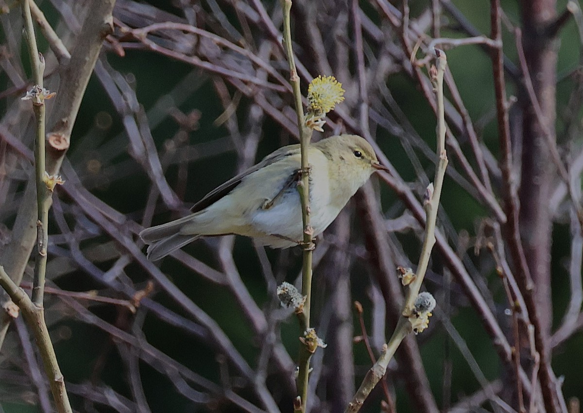 Willow Warbler - ML642902663