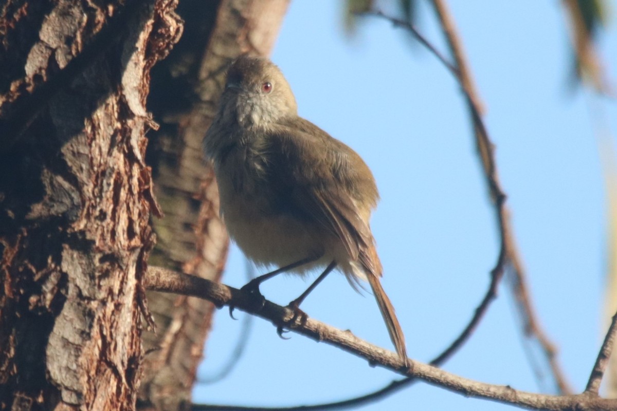 Brown Thornbill - ML642902667