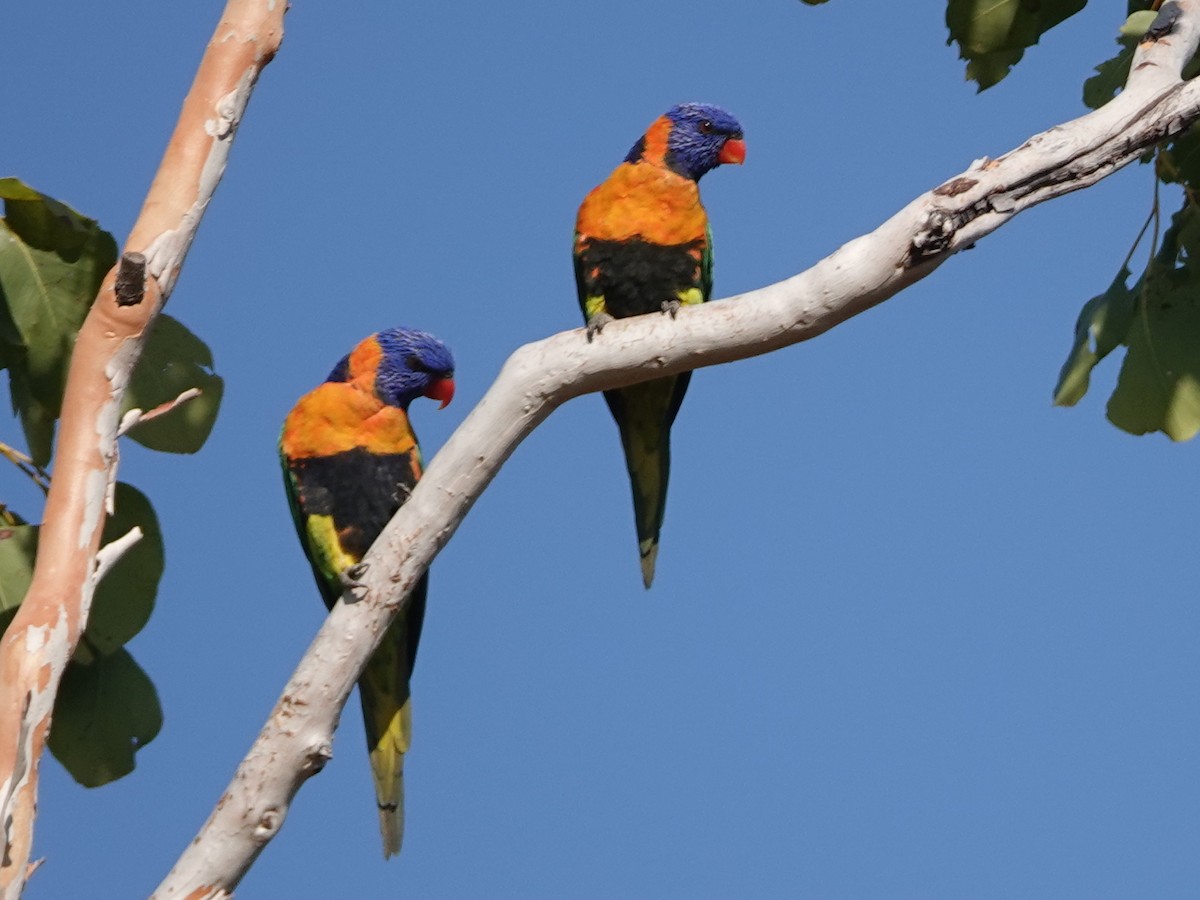 Red-collared Lorikeet - ML642902668